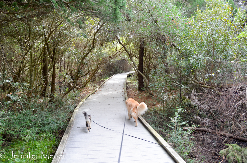 There was a boardwalk path through swamps...