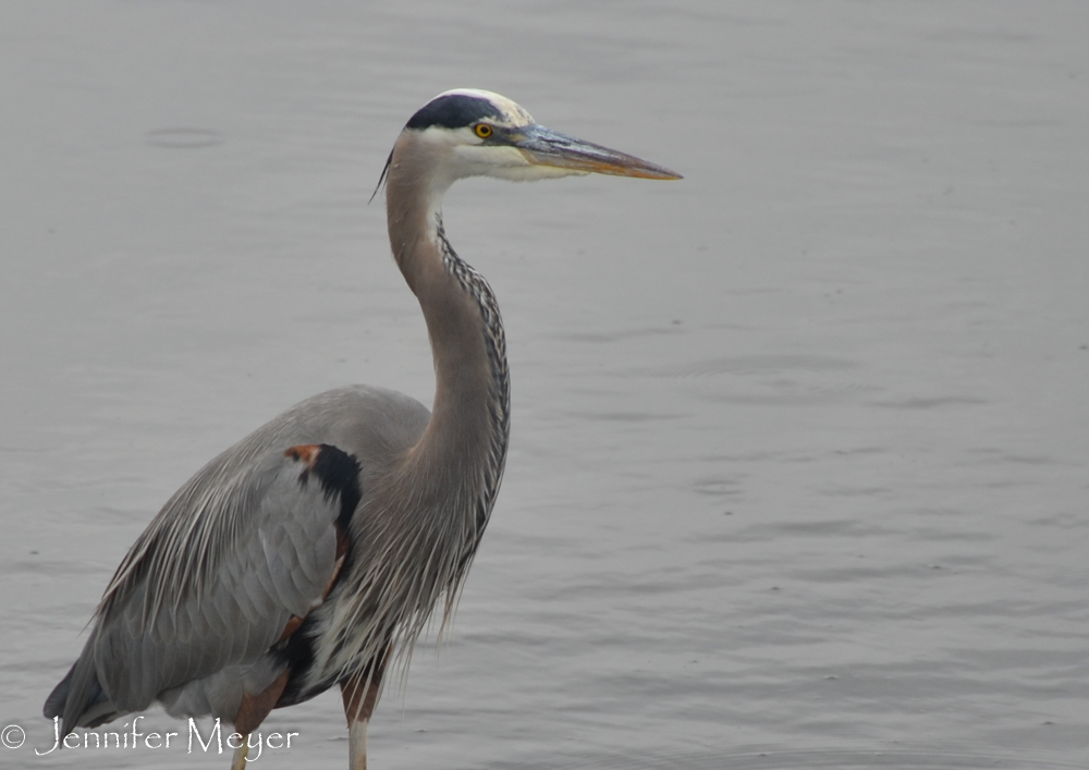 We watched this beautiful guy fishing.