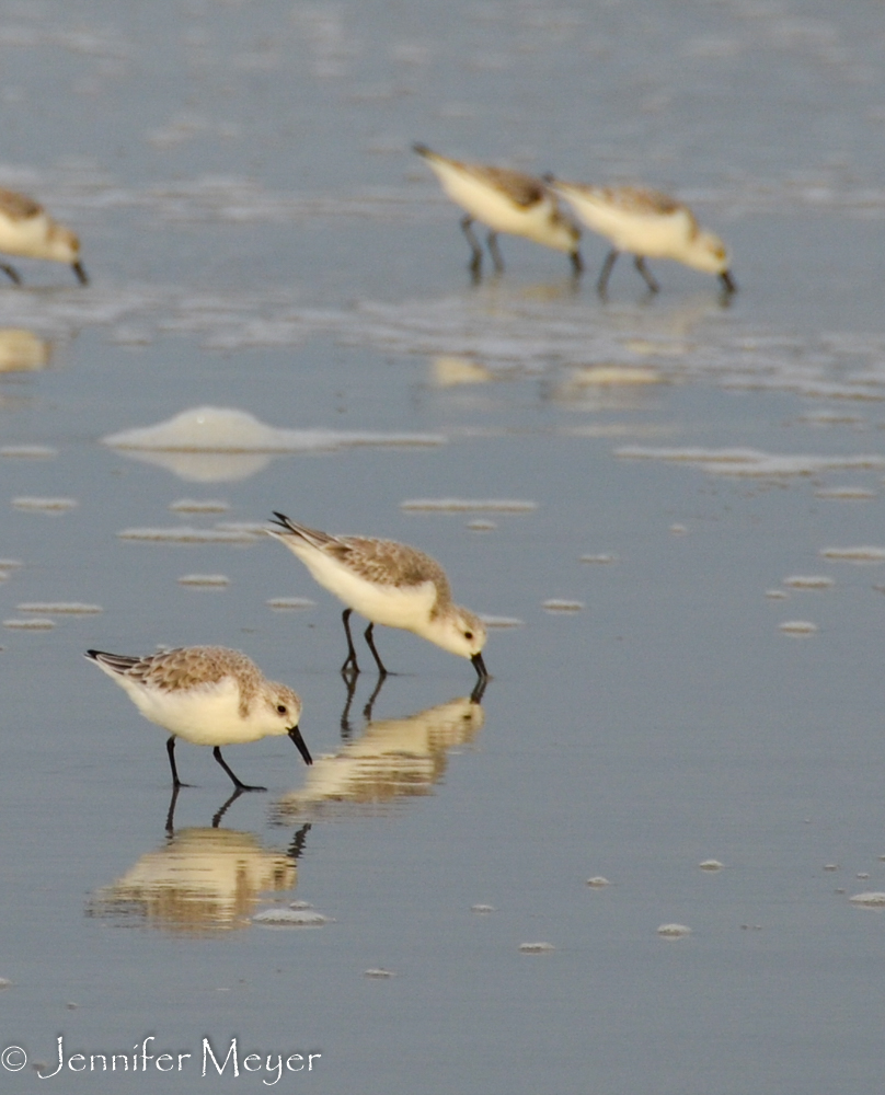 These little sandpipers were so cute.