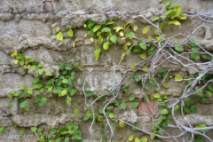 Ivy on the bricks.