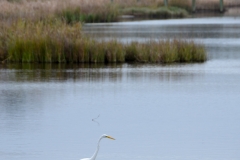 And cranes.