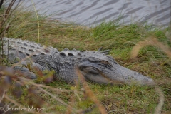 This guy was dozing just below the bike path.