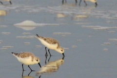 These little sandpipers were so cute.