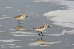 We laughed and laughed as they scurried on blurry feet along the shoreline.