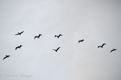 Pelicans flew overhead.