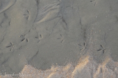 Bird footprints.