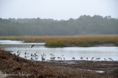 On the drive out, a flock of storks flew in next to the causeway.