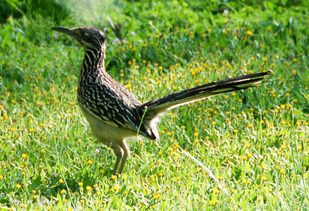 A roadrunner visited our site.