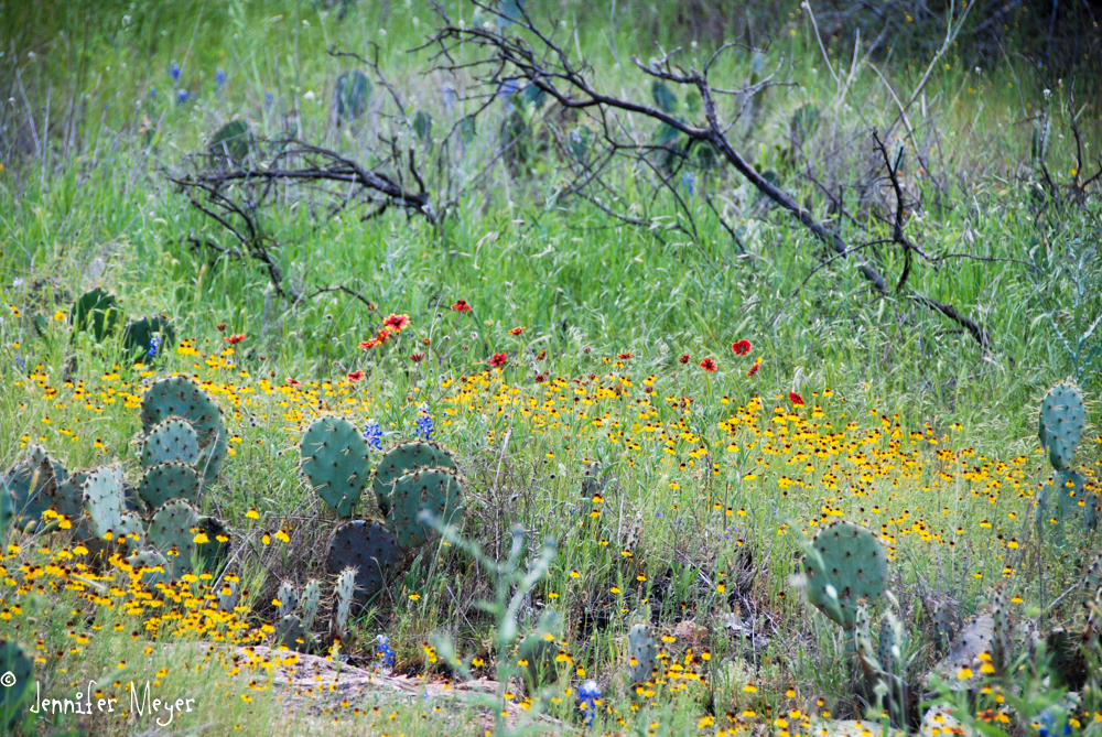 Wildflowers and cacti.
