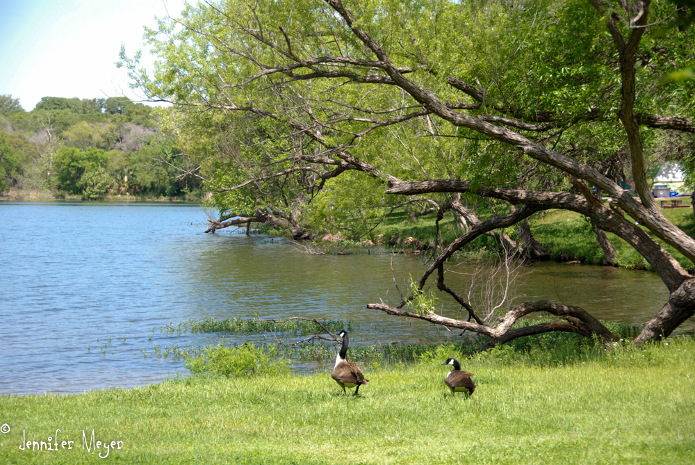 Geese at our site.