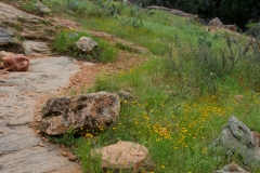 A rocky wildflower hike.