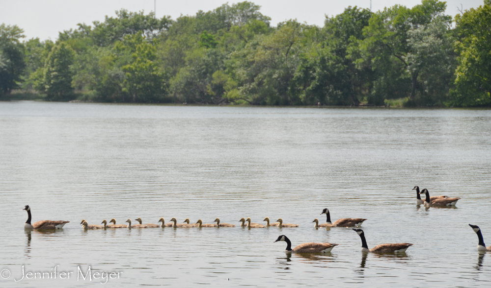 A gaggle of goslings!