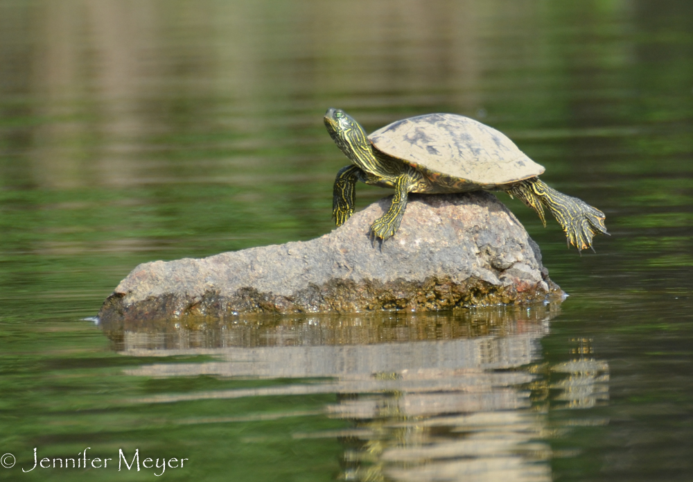 Snapping turtle.