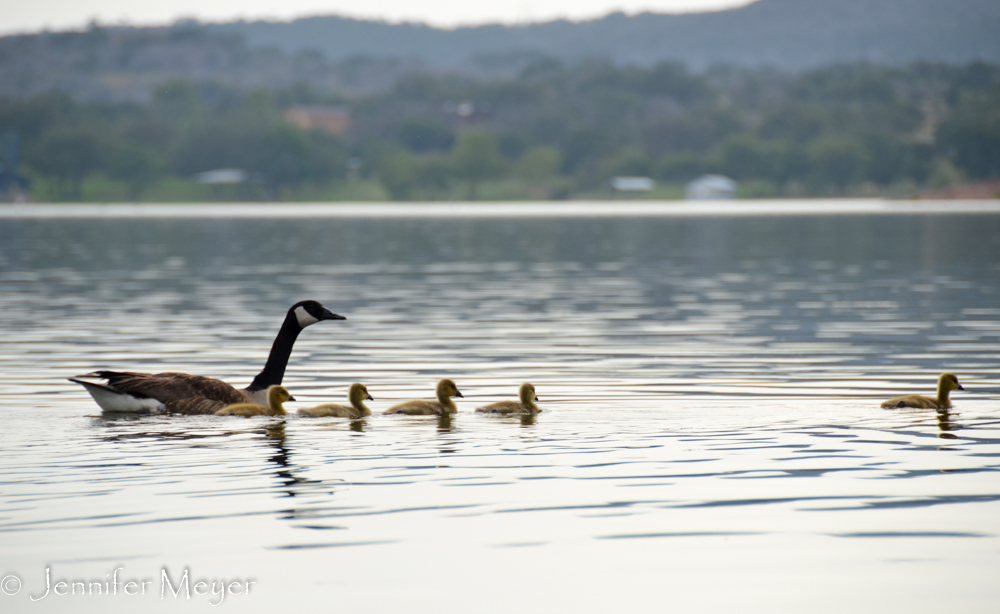 Geese following us.