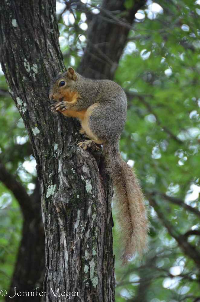 Squirrel eating a nut.