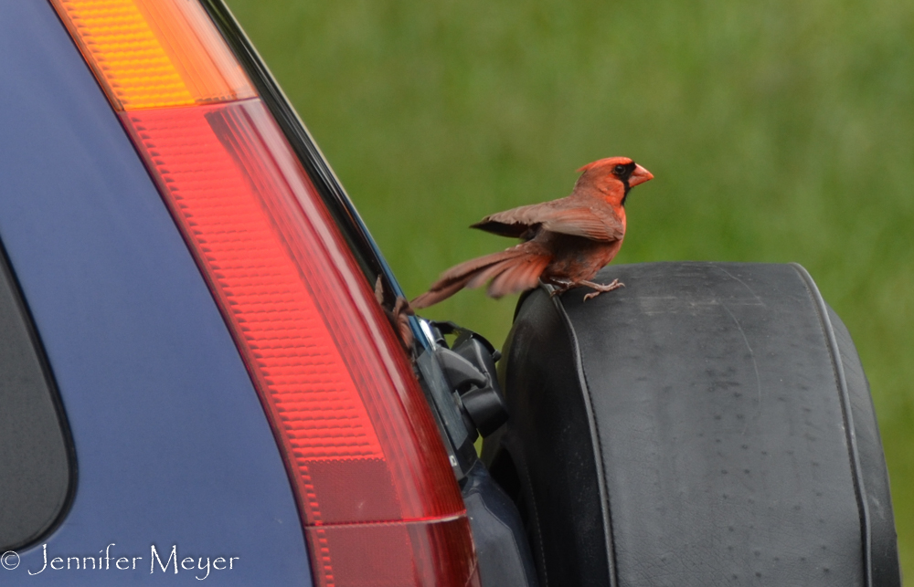 This cardinal spent three days attacking the windows and mirrors of our car.
