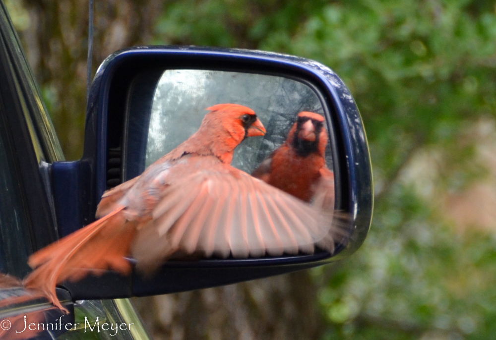 He just couldn't get that other cardinal to leave!