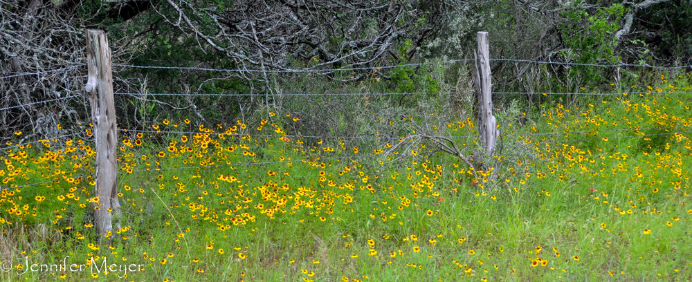 Wildflowers galore!