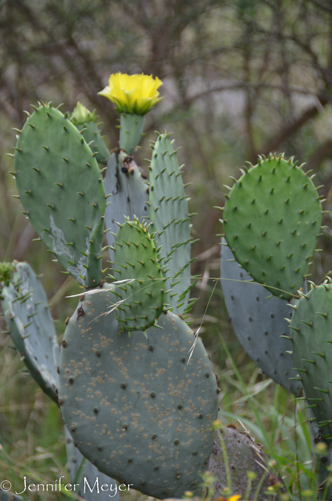 Prickly pear bloom.