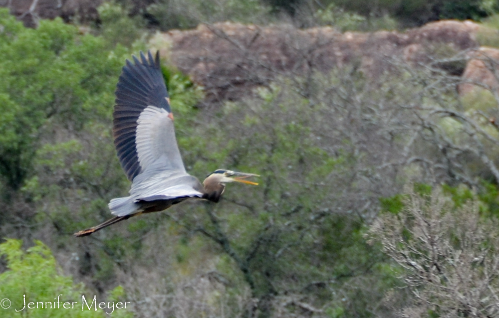 Flying heron.