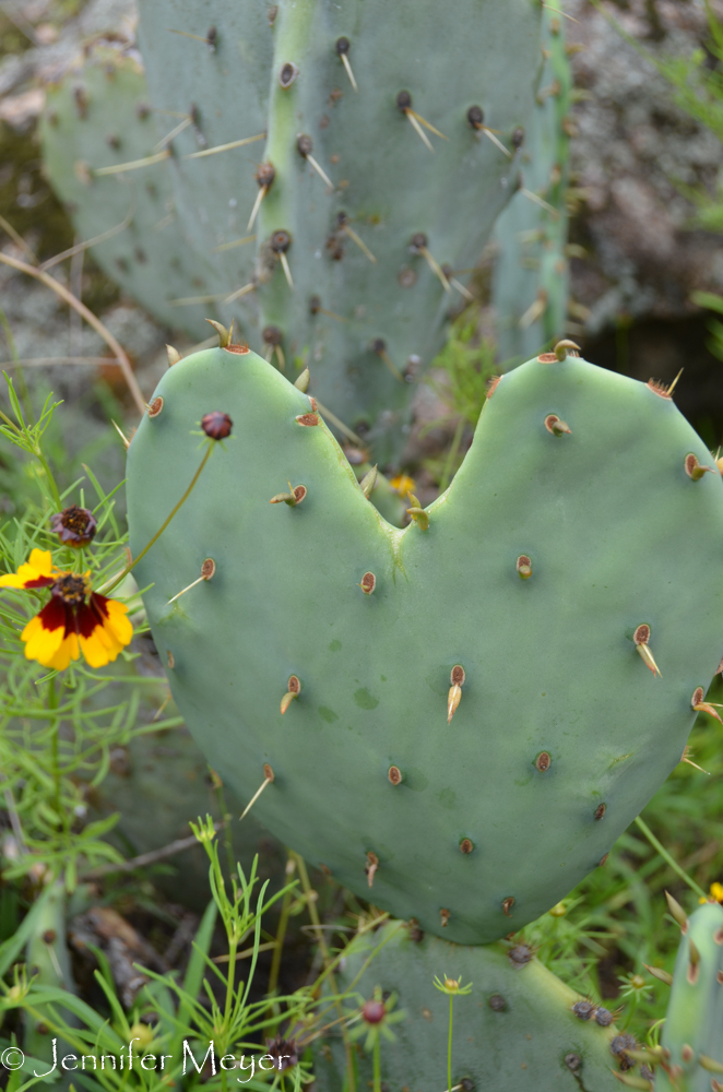 Heart cactus.