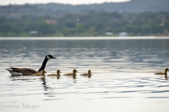 Geese following us.