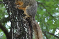 Squirrel eating a nut.