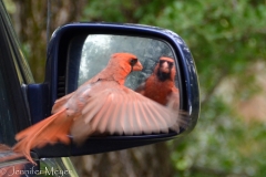 He just couldn't get that other cardinal to leave!