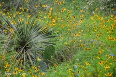 Daisies and cacti.