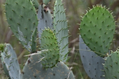 Prickly pear bloom.