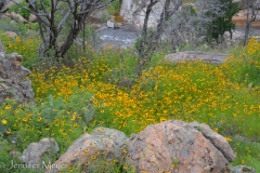 The streams and wildflowers were all pumped up from the rain.