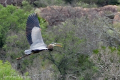 Flying heron.