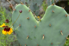 Heart cactus.