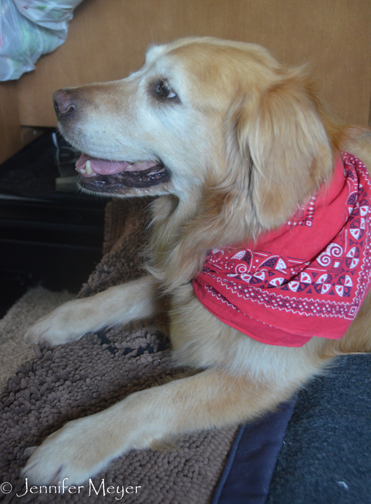 Kate dressed Bailey in a red bandana.