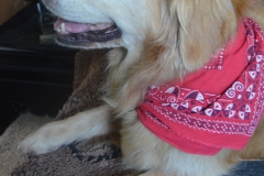 Kate dressed Bailey in a red bandana.
