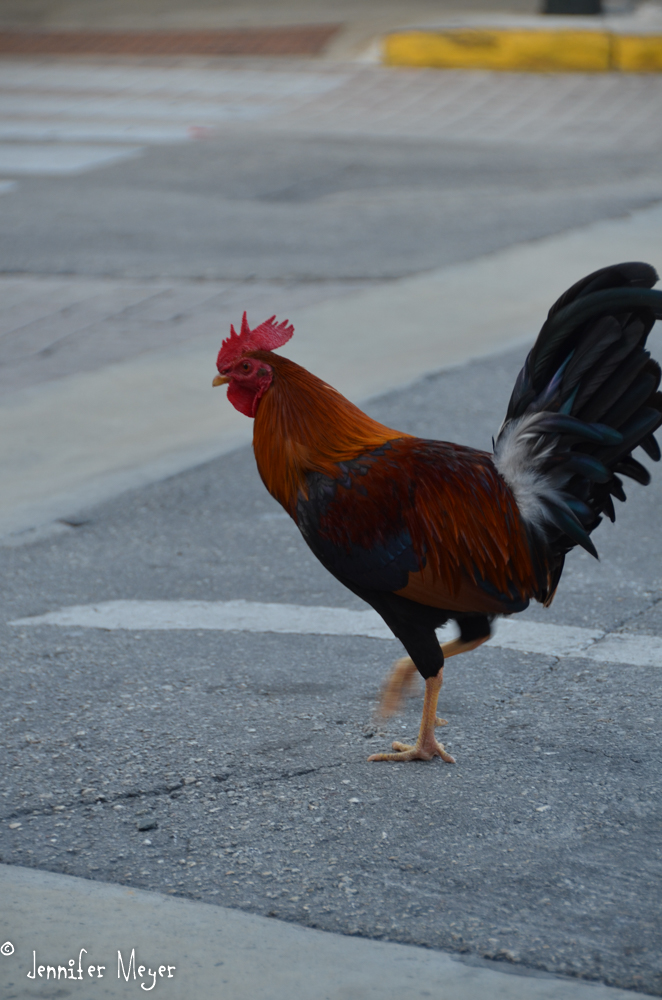 Chicken crossing the road.