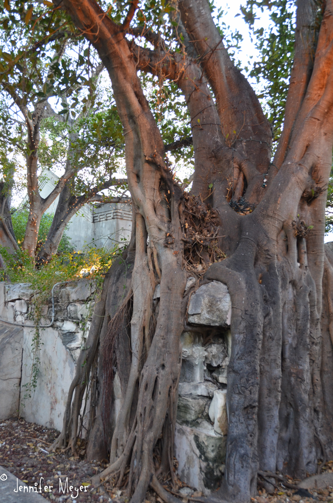 Tree roots covering a wall.