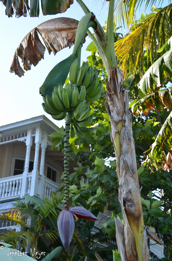 Banana tree.
