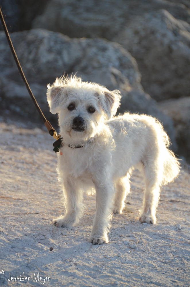 We shared a bench with Scruffy's owner.