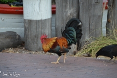 Chickens roam the streets.