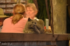 Lots of cats in the Keys.