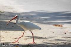 Why does an ibis cross the road?