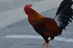 Chicken crossing the road.