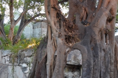 Tree roots covering a wall.