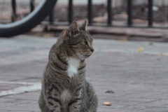 The cat was unimpressed.