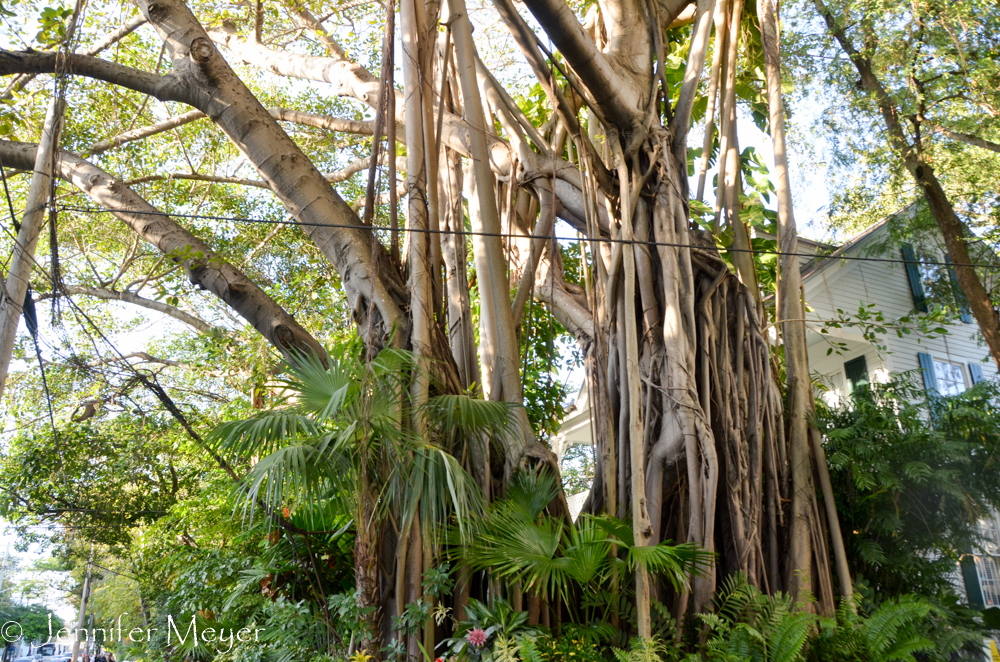 Banyan trees are so amazing.