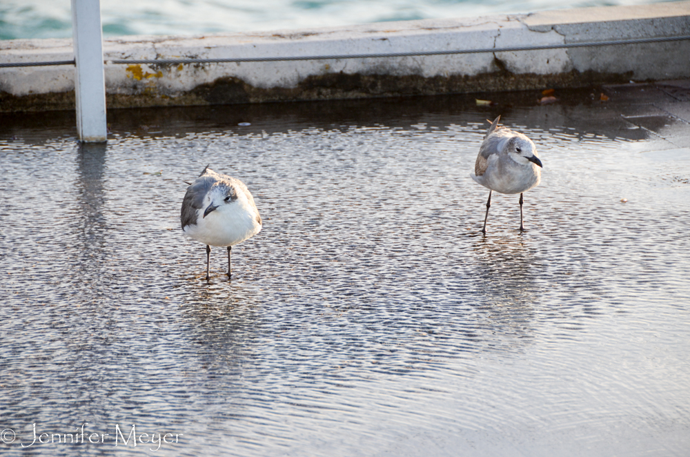 Birds in a wind-blown puddle.