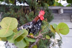 Roosting rooster.