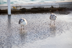 Birds in a wind-blown puddle.