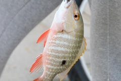 Pretty catch.